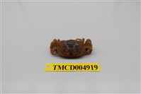 藏品(萬歲大眼蟹)的圖片